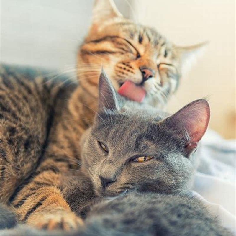 How do you groom a cats hair?
