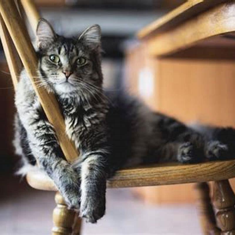 how-do-you-introduce-solid-food-to-kittens-diy-seattle