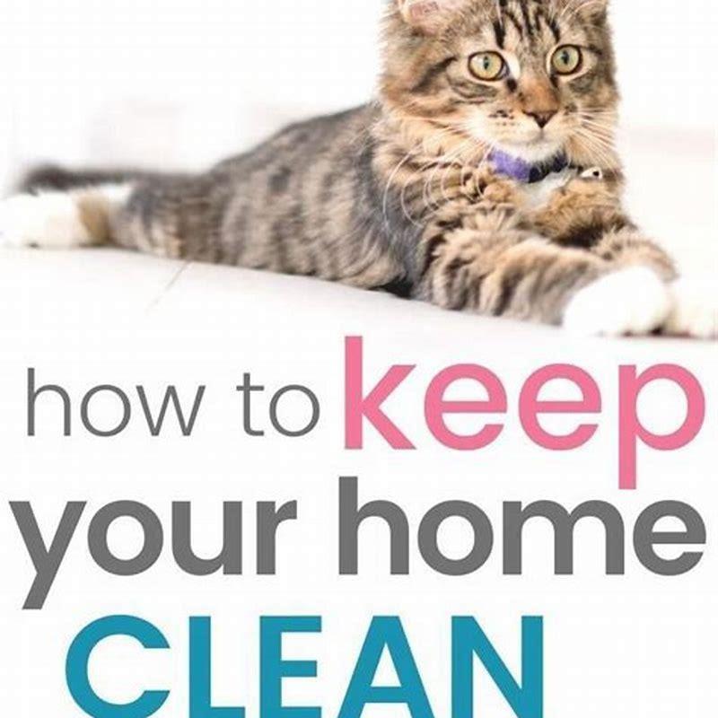 How do you keep your house clean when you have a cat?