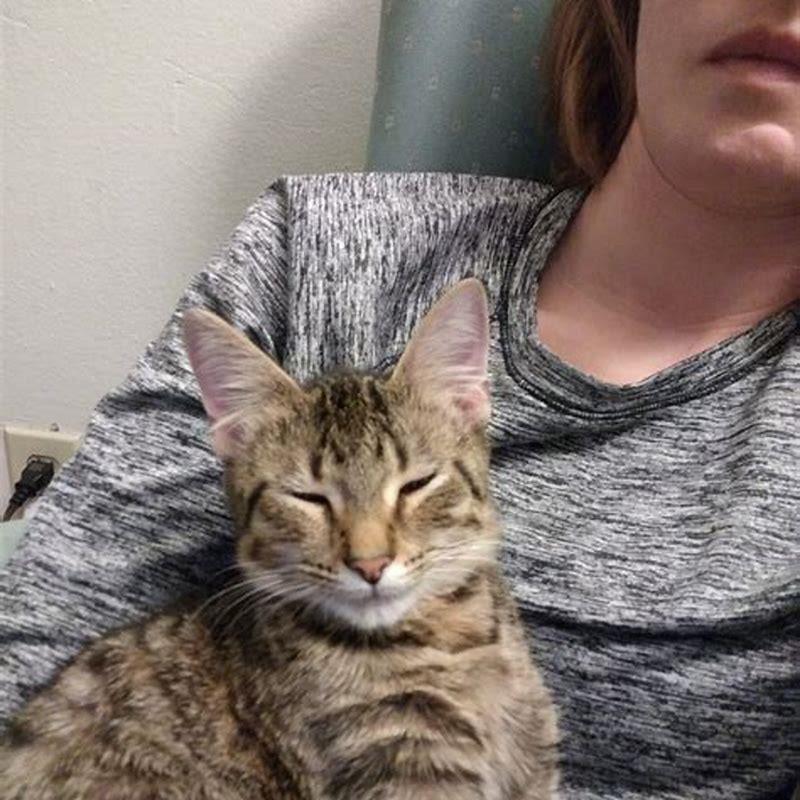 How do you know if your cat imprinted on you?
