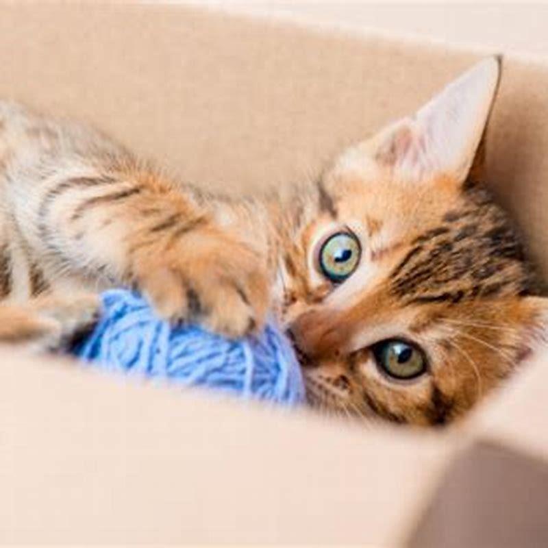 How do you lure a cat out of hiding?