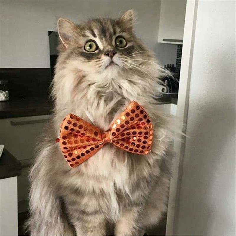 How do you make a cat cat costume?
