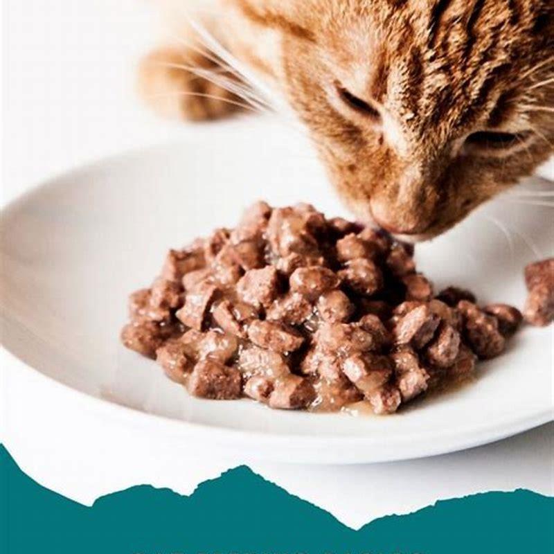 How Do You Make Homemade Cat Wet Food DIY Seattle how-do-you-make-homemade-cat-wet-food-diy-seattle