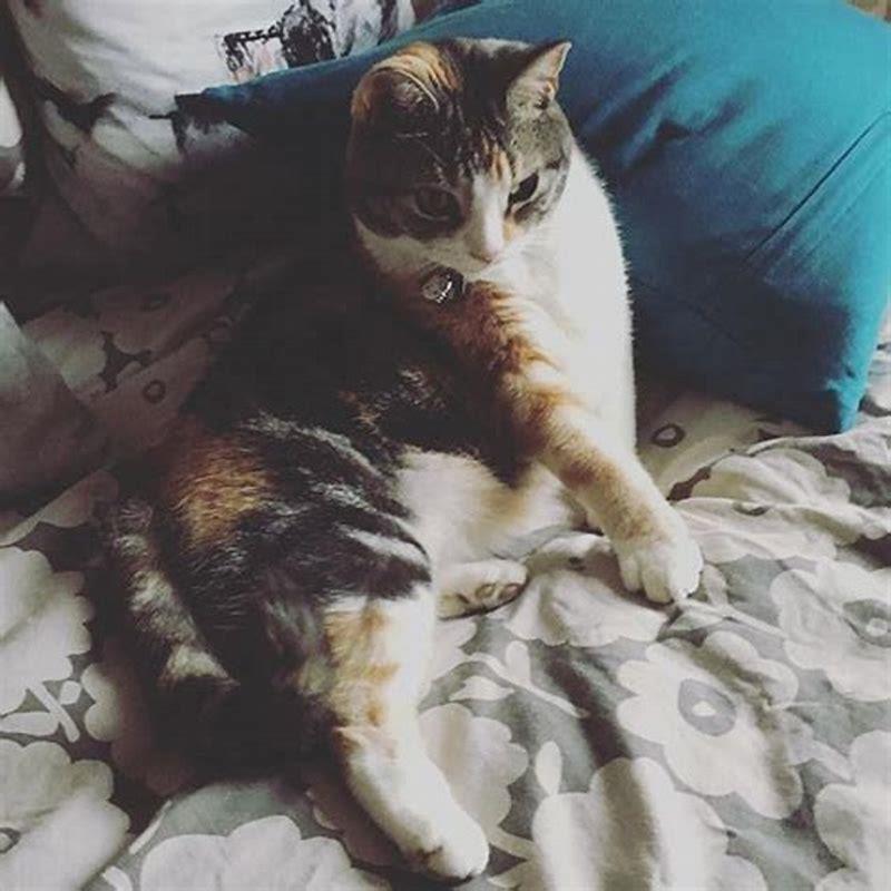 How do you pose for a picture with a cat?