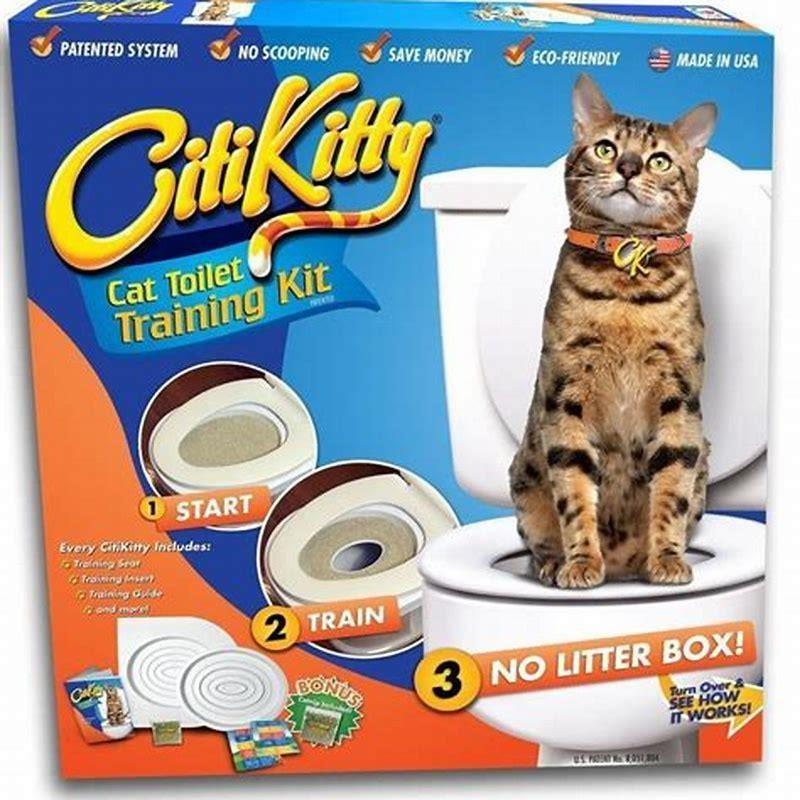 how-do-you-potty-train-cats-diy-seattle