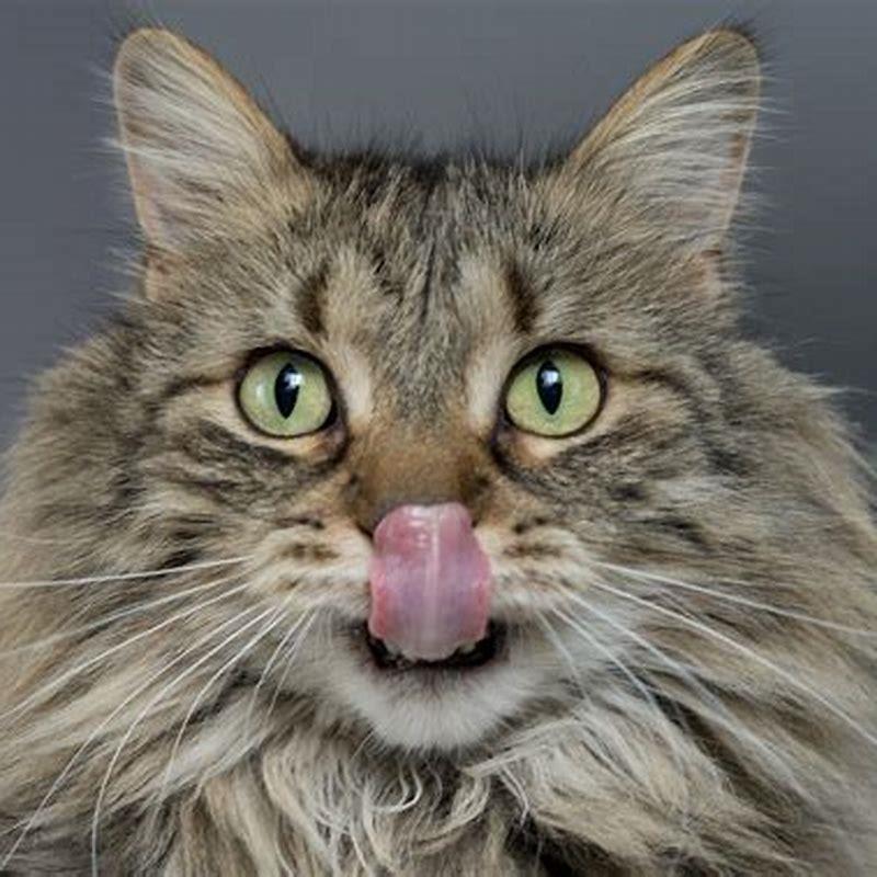 how-do-you-prevent-bladder-stones-in-cats-diy-seattle