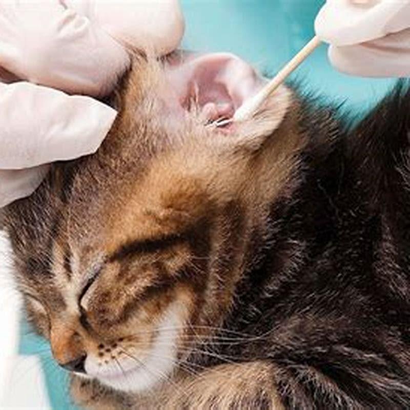 how-do-you-prevent-ear-infections-in-cats-diy-seattle