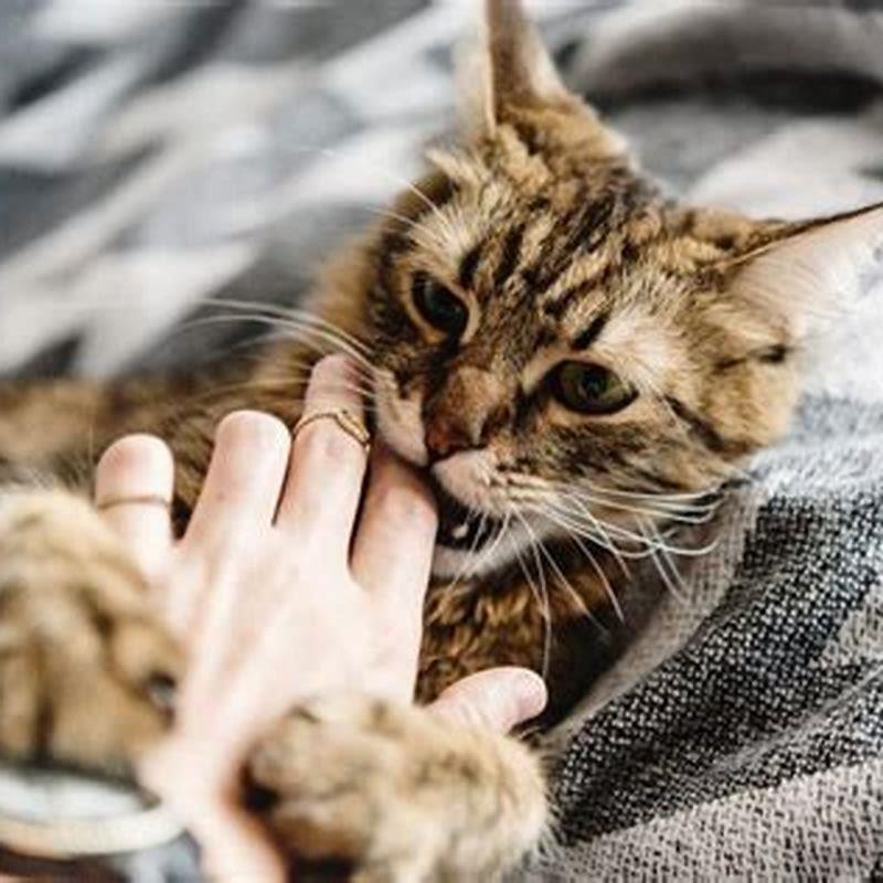 How do you punish a cat positively?