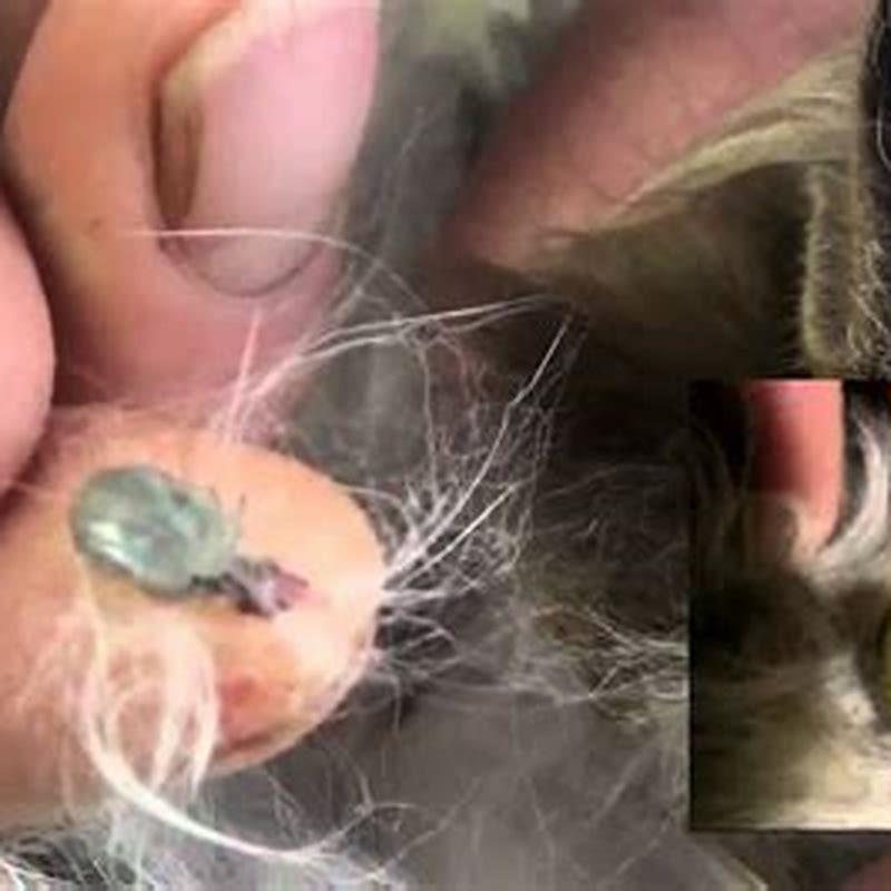 How do you remove ticks from a cat?