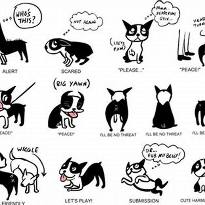 how-do-you-say-hello-in-cat-language-diy-seattle