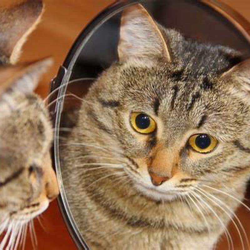 How do you scare away other cats?