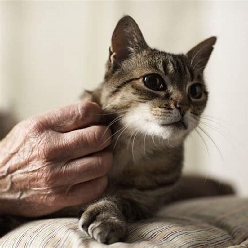 How do you stop a female cat from spraying while in heat?