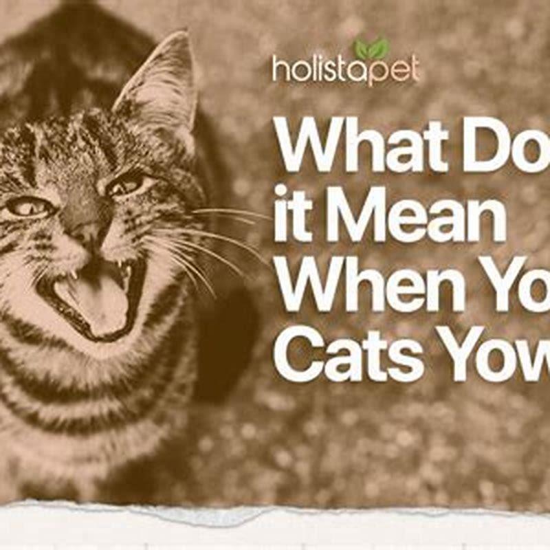 How do you stop an old cat from yowling?