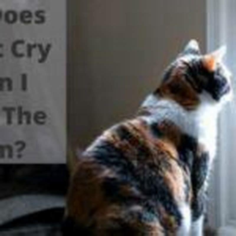 How do you stop my cat from crying when I leave?