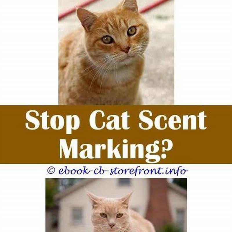 how-do-you-stop-territorial-marking-in-cats-diy-seattle