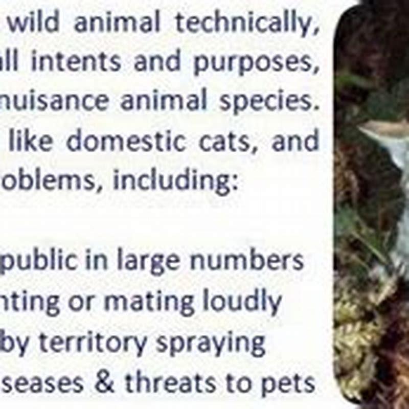 How do you trap a wild cat?