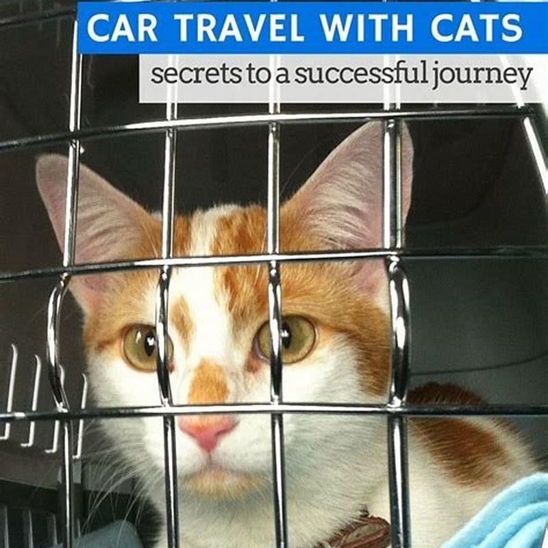 long travel with cats