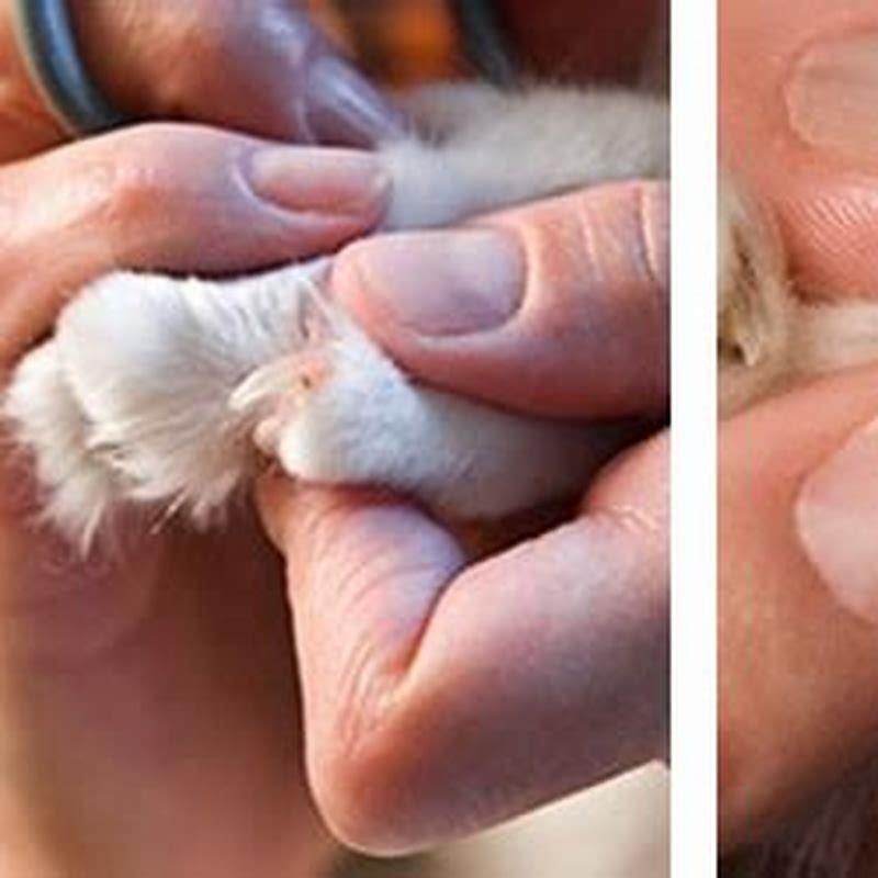 how-do-you-treat-a-split-nail-on-a-cat-diy-seattle