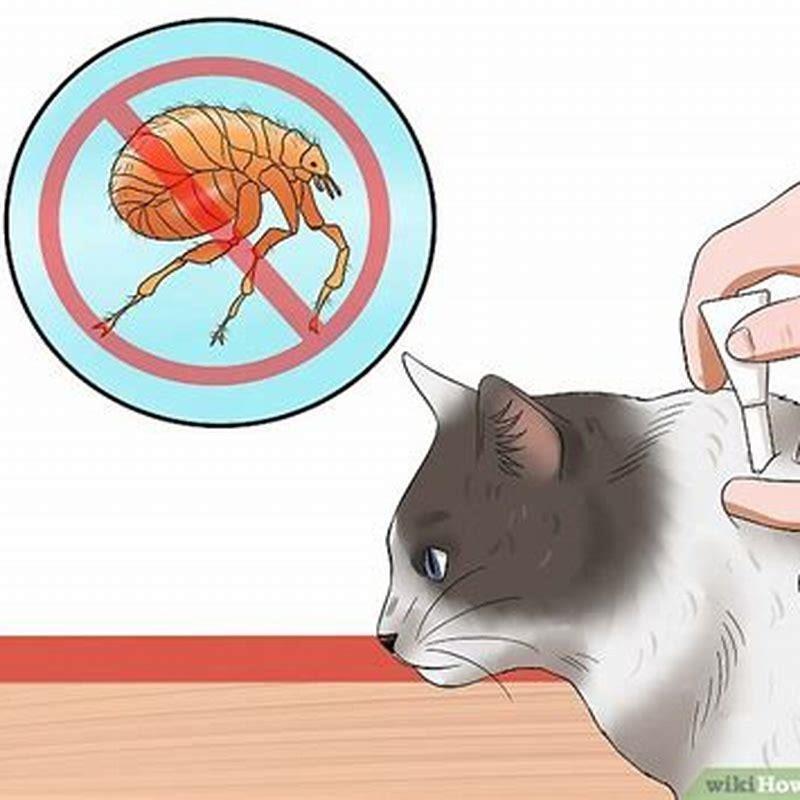 How do you treat an anemic cat?