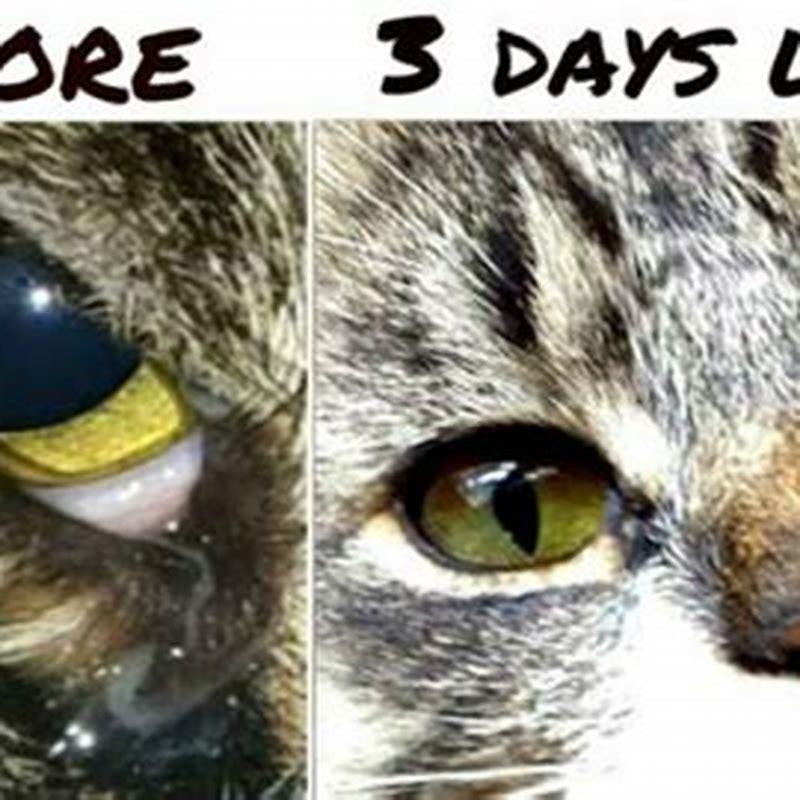 how-do-you-treat-goopy-eye-in-cats-diy-seattle