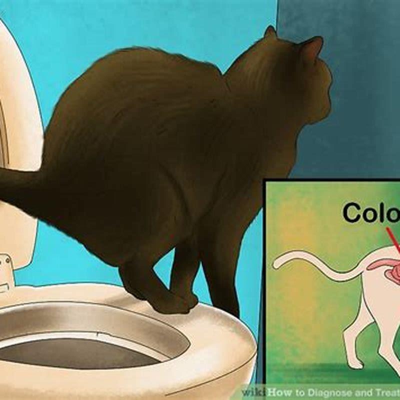 How do you treat megacolon in cats?
