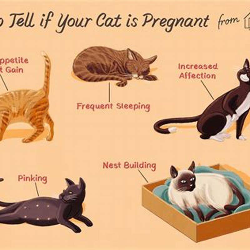 how-does-a-cat-act-when-its-pregnant-diy-seattle