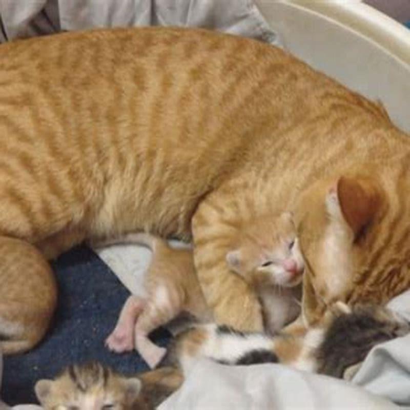 How Does A Cat Gave Birth 