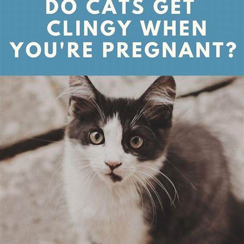 how-early-can-cats-sense-human-pregnancy-diy-seattle