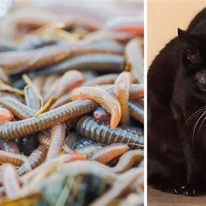 how-easy-is-it-to-get-worms-from-a-cat-diy-seattle