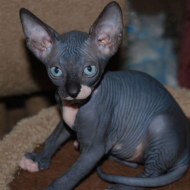 How expensive is a Sphynx cat? - DIY Seattle