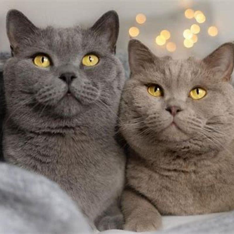 How Expensive Is Owning A Cat DIY Seattle