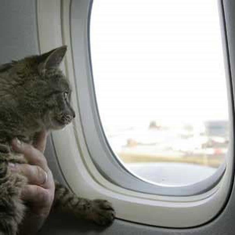 How far can a cat travel to find its way home?