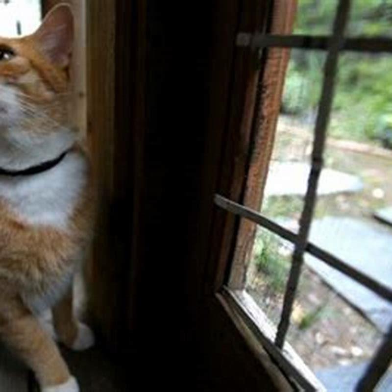 How far do cats roam around?