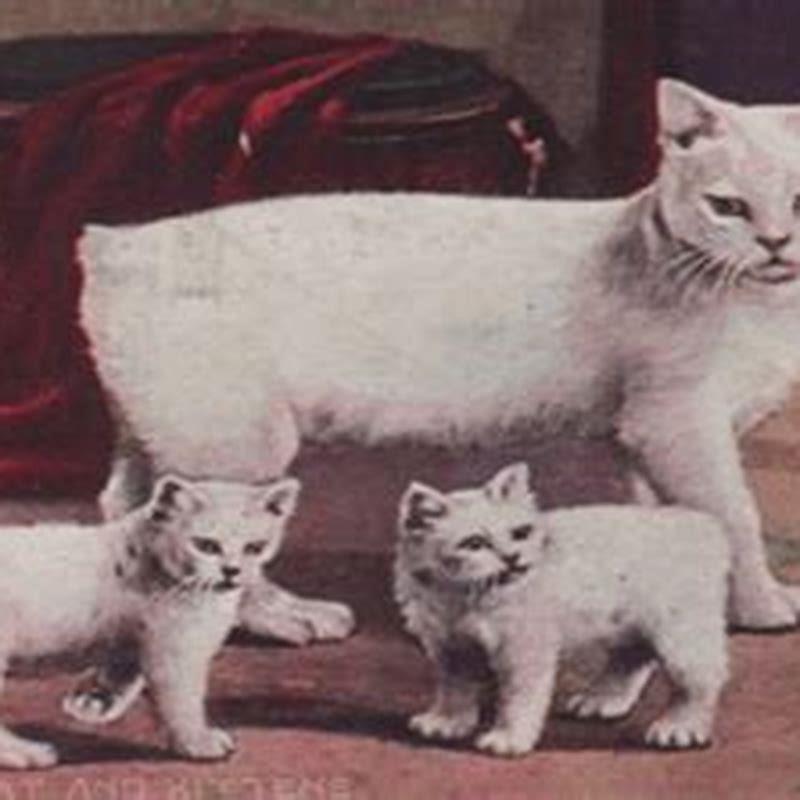 How fast does a cat walk?