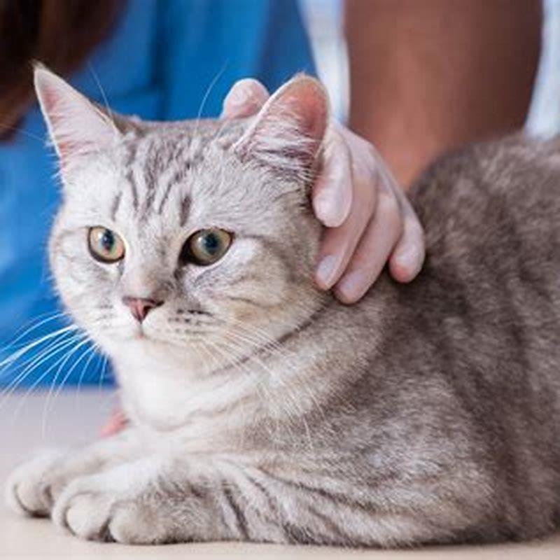 How is FLV spread in cats?