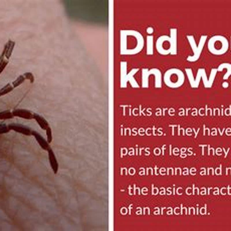 how-likely-are-cats-to-get-ticks-diy-seattle