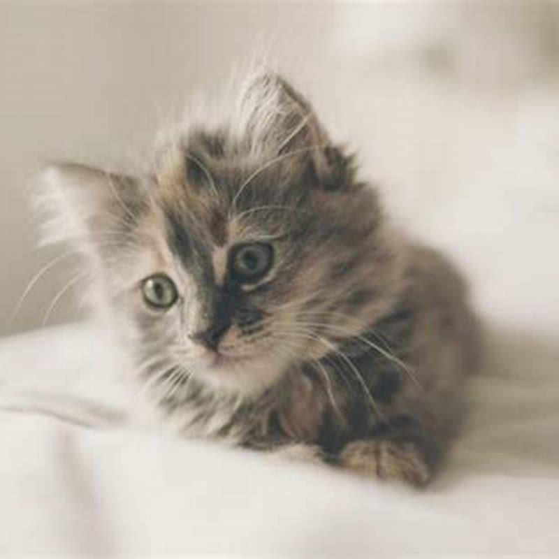 How likely is it for cats to get heartworm?