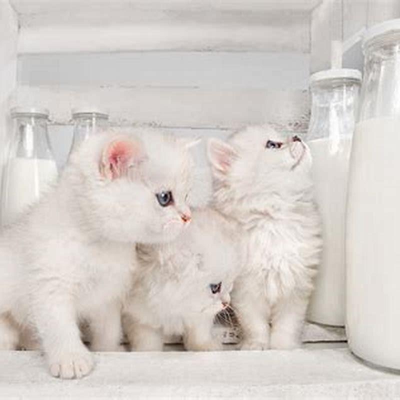 How long are cats on milk?