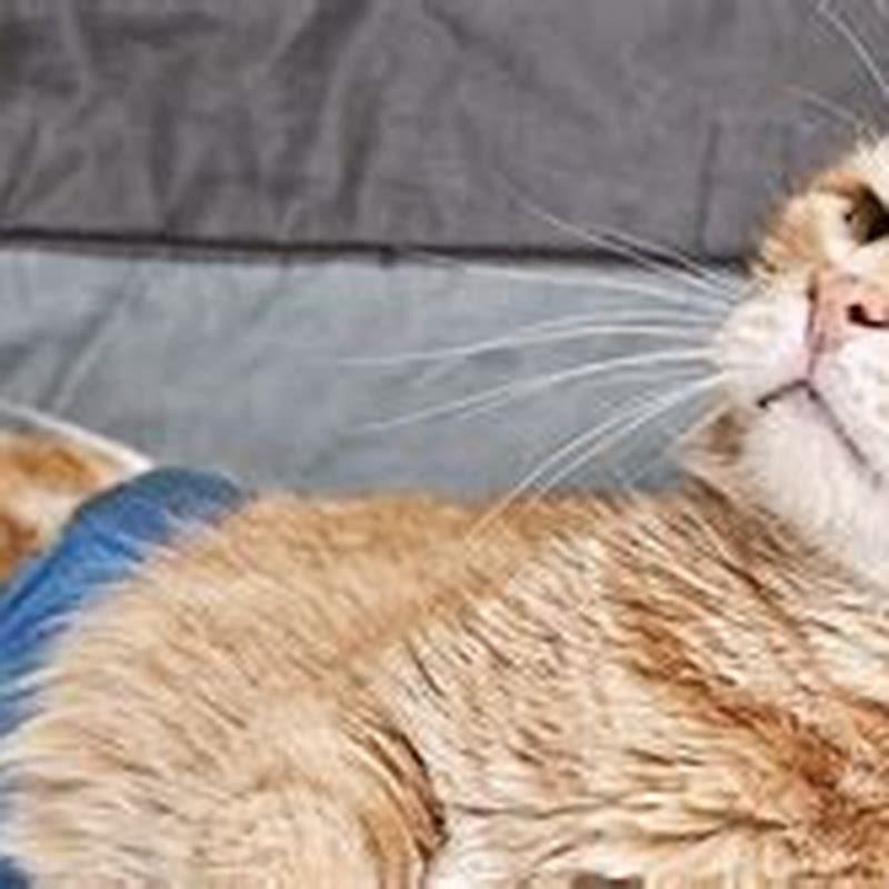 How Long Can A Cat Live With Chronic Diarrhea After