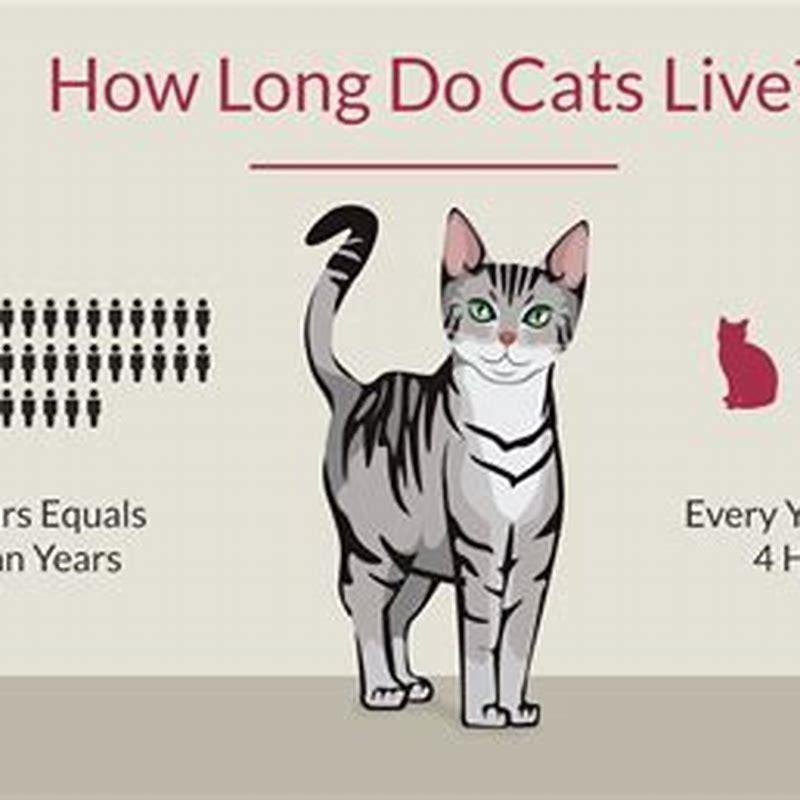 How Long Can Cats Live With Hyperthyroidism DIY Seattle
