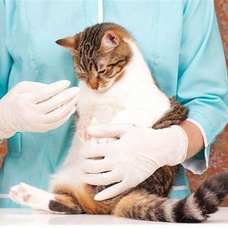 how-long-can-cats-live-with-pancreatitis-diy-seattle