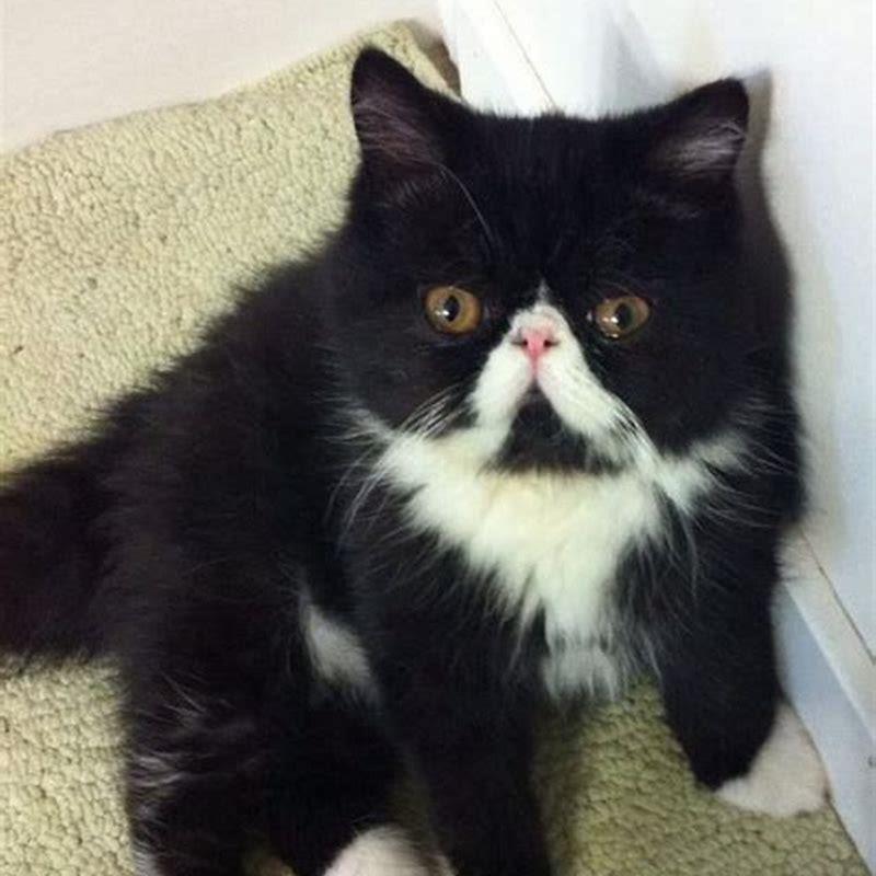 How long do black and white cats live UK?