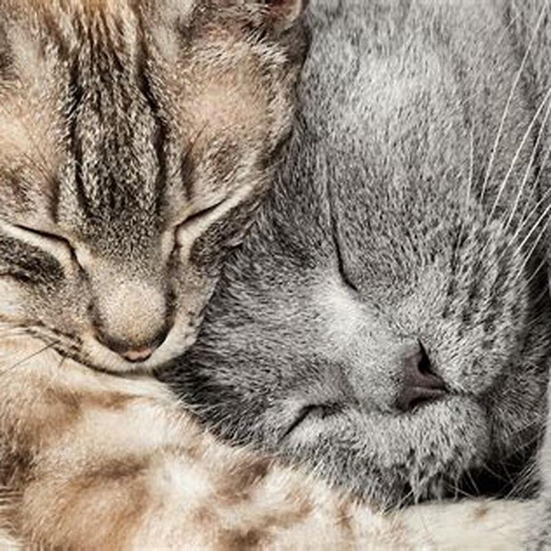 How long do cat introductions take?