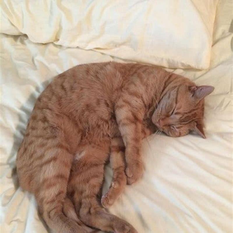 How long do cats live with HCM?