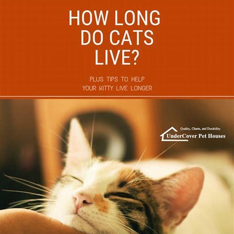 how-long-do-cats-sleep-for-their-lives-diy-seattle