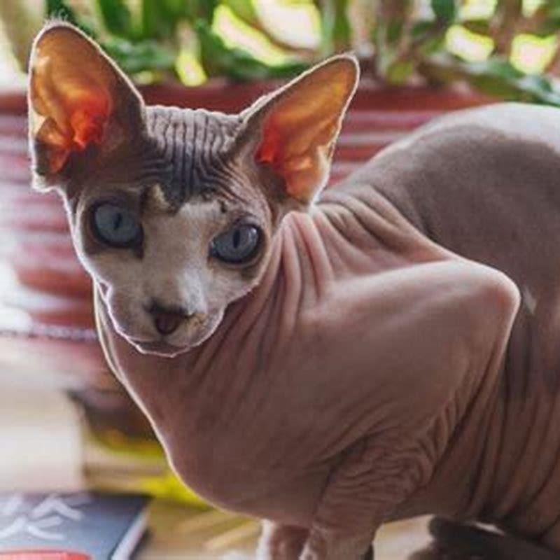 How long do Don Sphynx cats live? - DIY Seattle