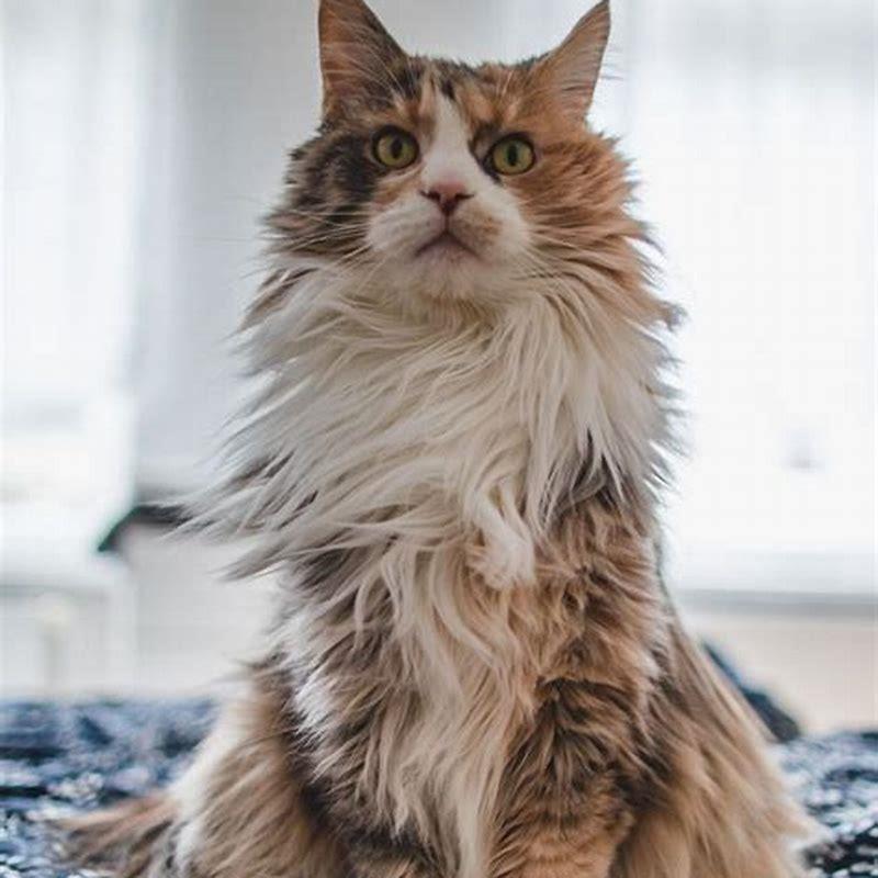 How Long Do GREY Indoor Cats Live DIY Seattle how-long-do-grey-indoor-cats-live-diy-seattle