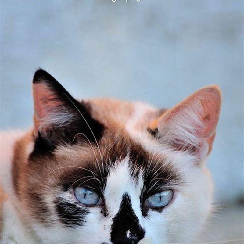 How long do indoor shorthair cats live?