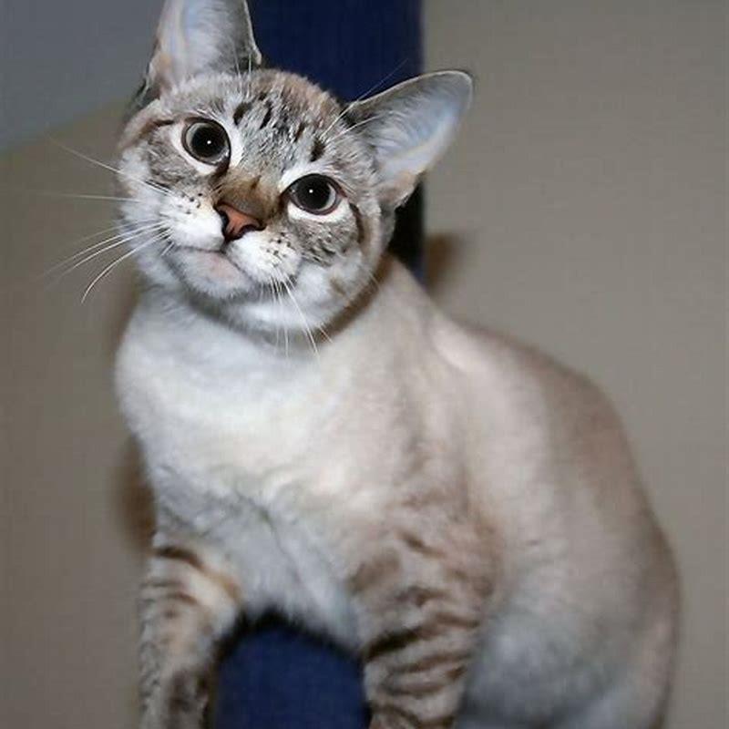 how-long-do-long-haired-british-cats-live-diy-seattle