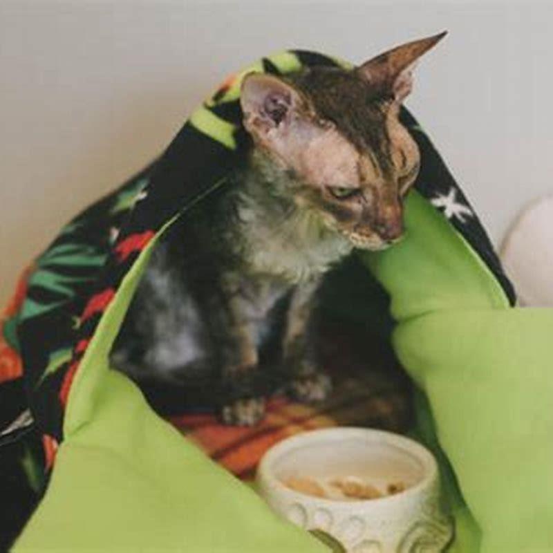 How long do pancreatitis attacks last in cats?